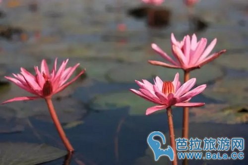 泰国乌隆他尼红莲什么时候开?泰国赏红莲攻略