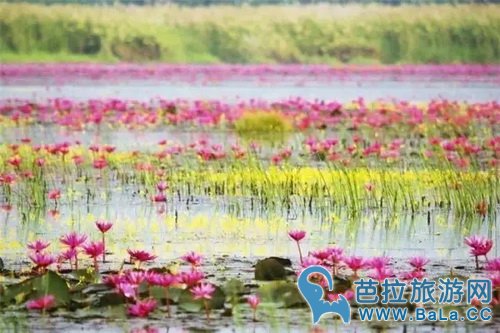 泰国乌隆他尼红莲什么时候开?泰国赏红莲攻略
