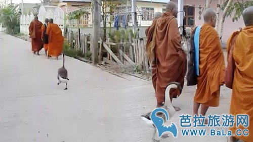 泰国鹅紧跟和尚化缘 太有佛性引网友疯传