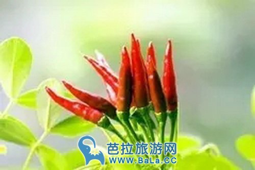 做泰国菜都需要哪些香料?泰国菜要什么配料?