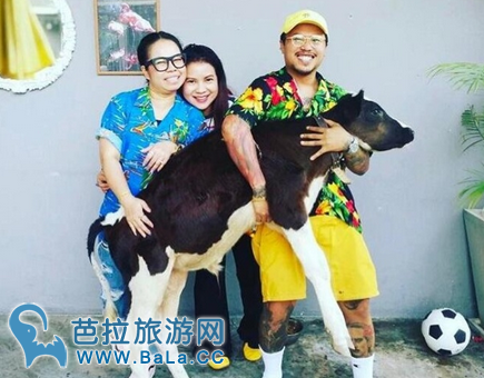 泰国凤姐Tukky自家餐厅竟然养了一头小牛当宠物