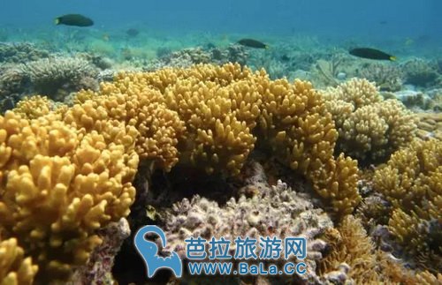 到马来西亚机票最低大概多少?马来西亚机票最低多少值得买?