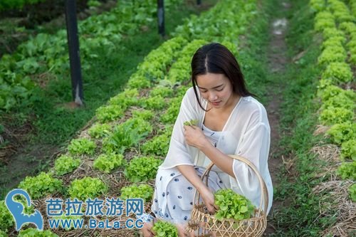 泰国旅游局清莱府春达汪园举办女士泰国游项目