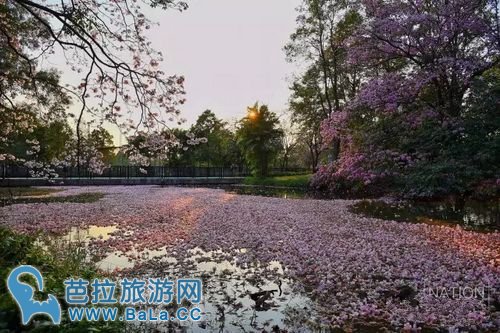 曼谷周末市场咋都咋公园成“樱花”公园 粉色花海超浪漫