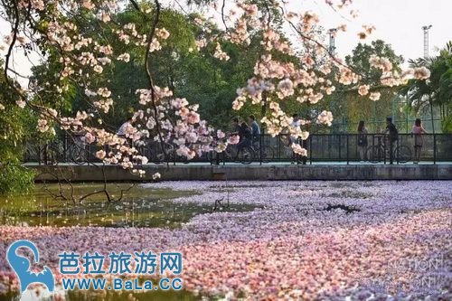 曼谷周末市场咋都咋公园成“樱花”公园 粉色花海超浪漫