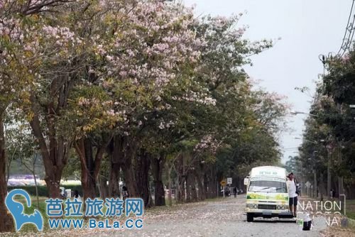 曼谷周末市场咋都咋公园成“樱花”公园 粉色花海超浪漫