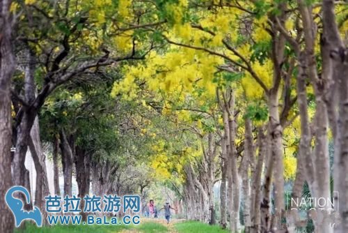 曼谷周末市场咋都咋公园成“樱花”公园 粉色花海超浪漫