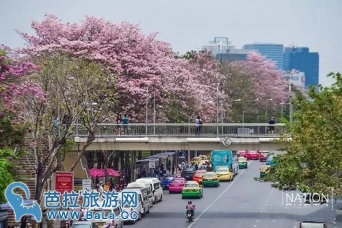 曼谷周末市场咋都咋公园成“樱花”公园 粉色花海超浪漫