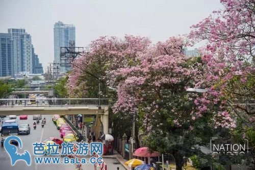 曼谷周末市场咋都咋公园成“樱花”公园 粉色花海超浪漫