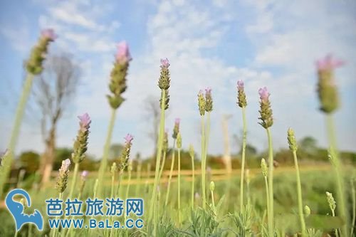 越南河内薰衣草庄园薰衣草花海盛放 你准备好了吗？