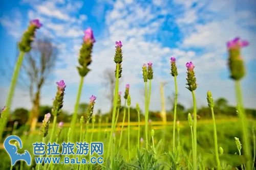 越南河内薰衣草庄园薰衣草花海盛放 你准备好了吗？