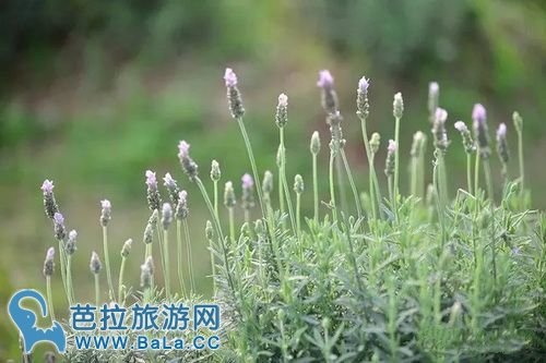 越南河内薰衣草庄园薰衣草花海盛放 你准备好了吗？