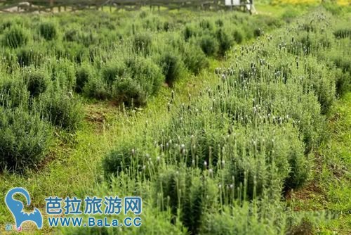 越南河内薰衣草庄园薰衣草花海盛放 你准备好了吗？