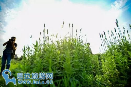 越南河内薰衣草庄园薰衣草花海盛放 你准备好了吗？