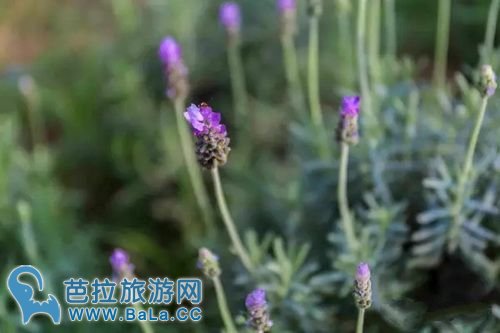 越南河内薰衣草庄园薰衣草花海盛放 你准备好了吗?