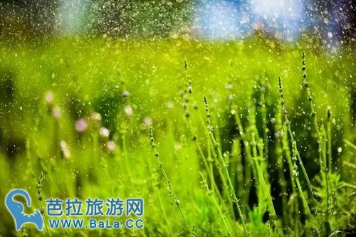 越南河内薰衣草庄园薰衣草花海盛放 你准备好了吗?