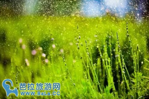 越南河内薰衣草庄园薰衣草花海盛放 你准备好了吗？