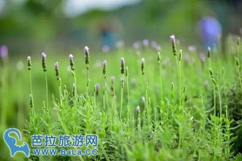 越南河内薰衣草庄园薰衣草花海盛放 你准备好了吗？