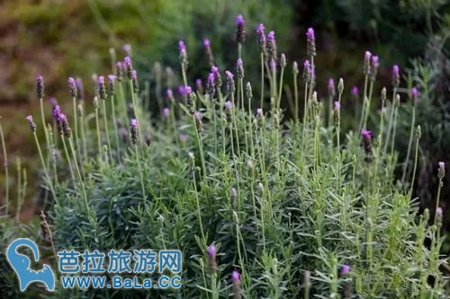 越南河内薰衣草庄园薰衣草花海盛放 你准备好了吗?