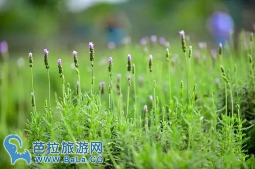 越南河内薰衣草庄园薰衣草花海盛放 你准备好了吗?