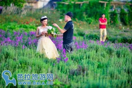 越南河内薰衣草庄园薰衣草花海盛放 你准备好了吗?