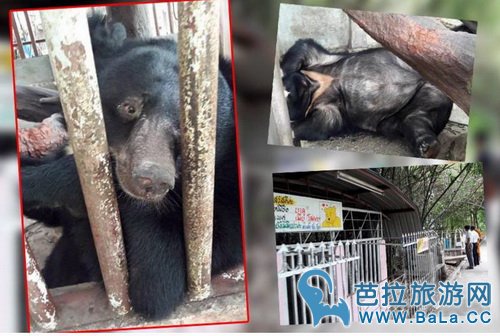 泰国黑熊吃太多体重超标被带走疗养