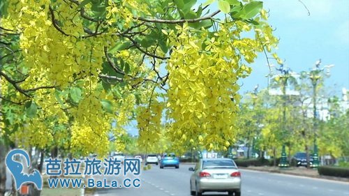 泰国红统府全境黄金雨已盛开 美艳如黄色樱花雨
