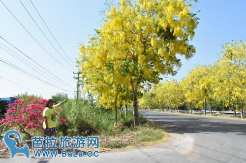 泰国红统府全境黄金雨已盛开 美艳如黄色樱花雨