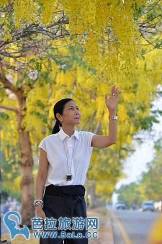 泰国红统府全境黄金雨已盛开 美艳如黄色樱花雨