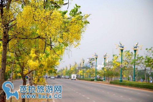 泰国红统府全境黄金雨已盛开 美艳如黄色樱花雨