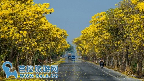 泰国红统府全境黄金雨已盛开 美艳如黄色樱花雨