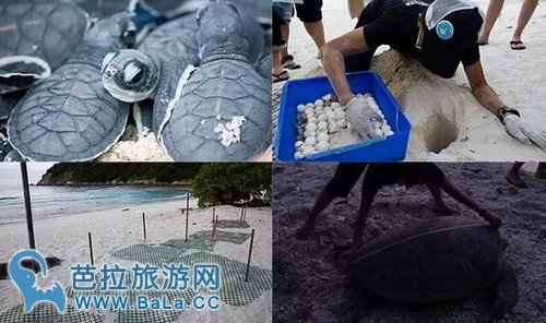 马来西亚海龟下蛋聚集的7大绝美海滩