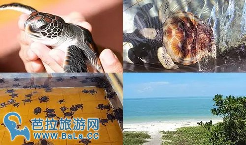 马来西亚海龟下蛋聚集的7大绝美海滩
