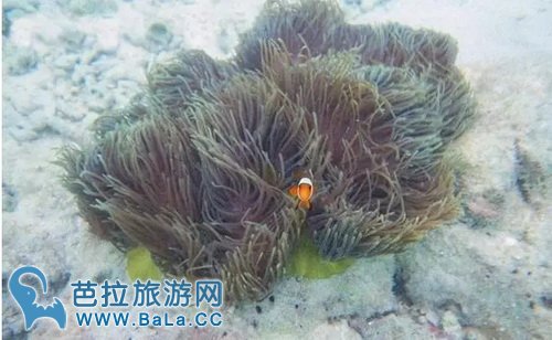 马来西亚有什么特色节日?12个月每月都有特色节日