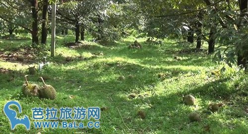 热带风暴后尖竹汶榴莲香蕉落一地 损失惨重