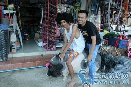 男子饲养小香猪变大肥猪因为太可爱依旧疼爱有加