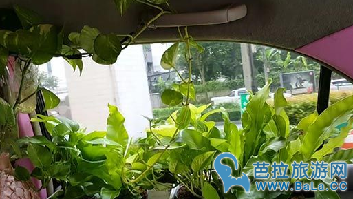 泰国出租司车内种满绿色植物      出租车界的一股清流