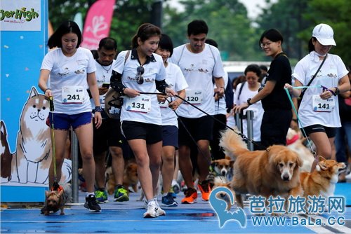 狗狗马拉松比赛为慈善事业做贡献