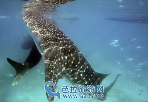 游客泰国潜水偶遇鲸鲨   近距离拍照留念