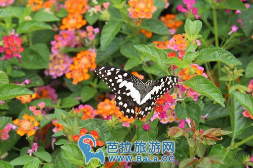 相约清迈拉查帕皇家植物园赏蝴蝶