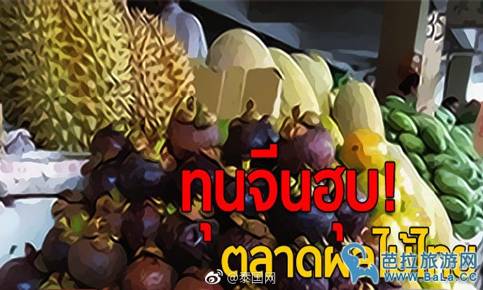 中国水果商在泰“包果园”呈增长趋势