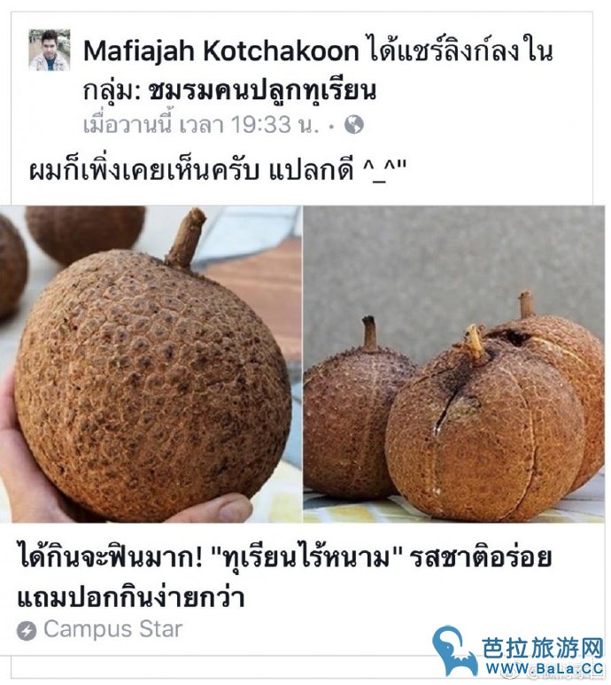泰国网友晒无刺榴莲    外观似柚子口味香甜