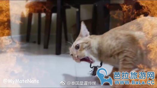 泰外籍人士拍摄猫咪大战蝎子视频惹怒泰国爱猫协会