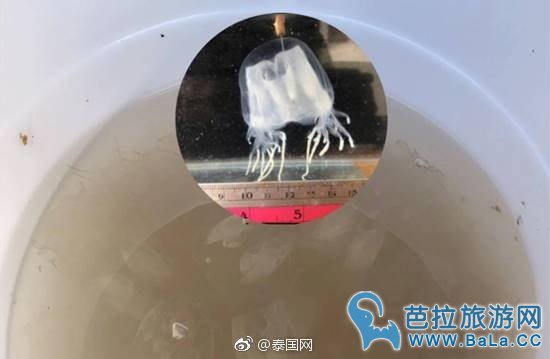 泰国海滩现剧毒箱型水母   游客需谨慎进行水上活动 