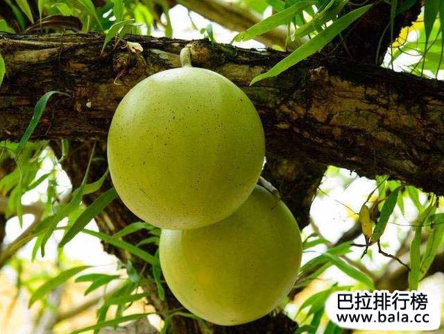 世界上最危险的水果,你敢靠近吗?_巴拉排行榜