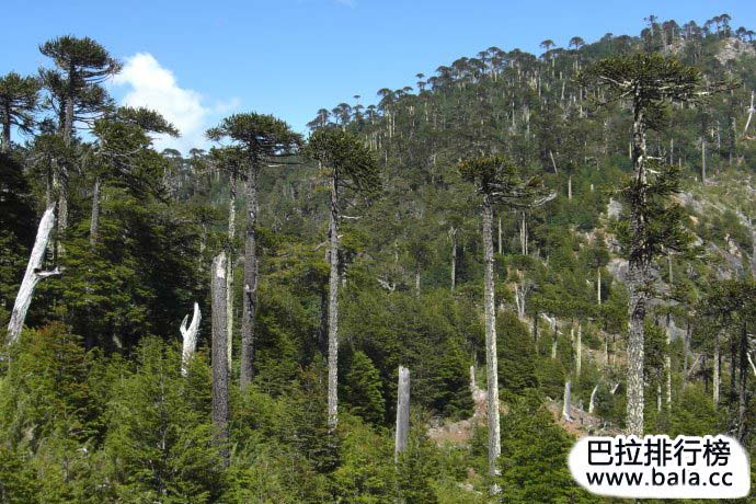 盘点全球十大原始森林 盘点全球十大原始森林