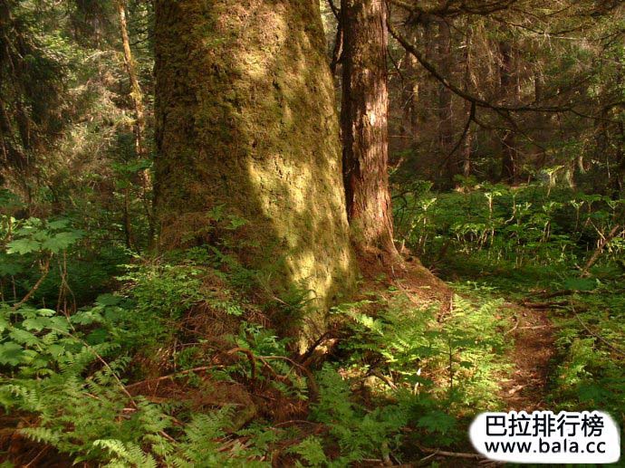 世界十大原始森林排名