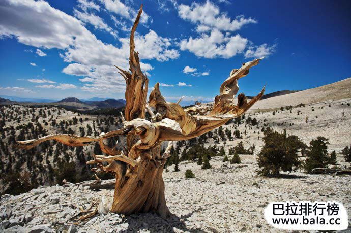 盘点全球十大原始森林 盘点全球十大原始森林