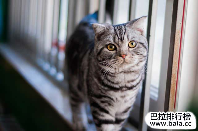 生活 动物宠物 > 正文 美国短毛猫,又称美洲短毛虎纹猫,是美国人把