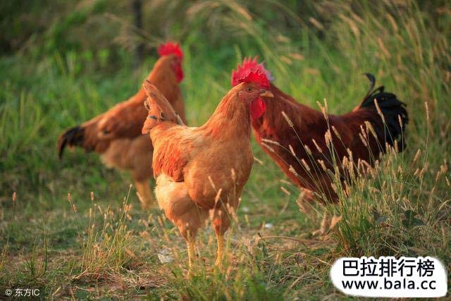 广东十大名鸡排名榜，哪种鸡最好吃？